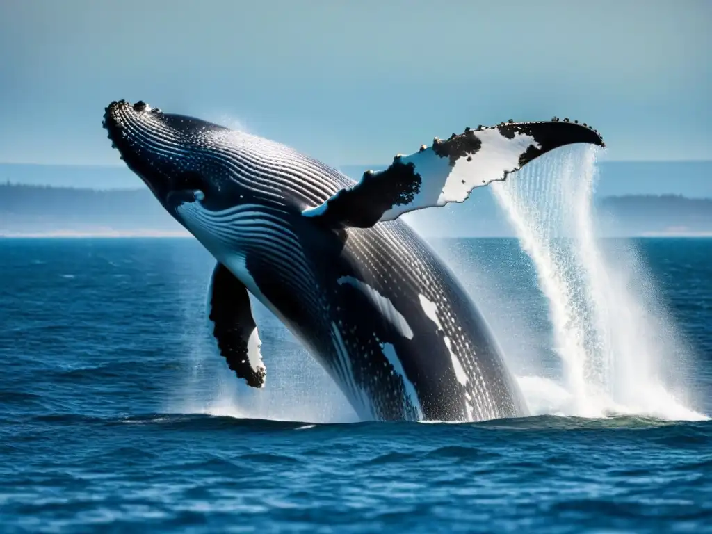 Encuentros con la vida marina: majestuosa ballena jorobada saltando del agua cristalina, con gotas de agua suspendidas en el aire